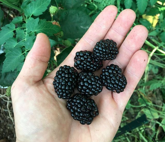 hand full of blackberries - 5 amazing health benefits of blackberries ...